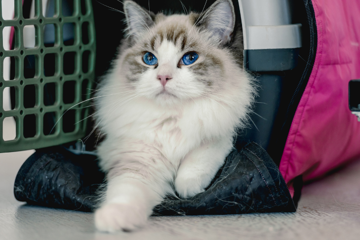 White cat laying in carrier traveling at airport