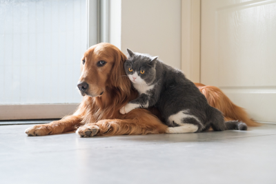Caring for Stressed Pets After Fourth of July Fireworks: A Guide