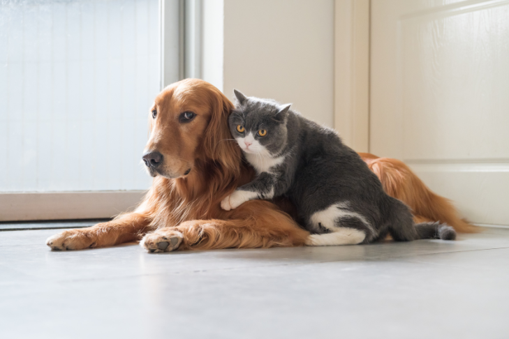 scared cat cuddling and holding on to golden retriever