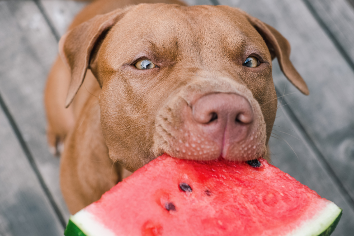 Bringing Your Pet to a BBQ? Be Aware of These Safe & Unsafe Foods