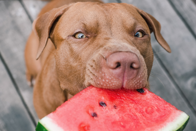 Bringing Your Pet to a BBQ? Be Aware of These Safe &amp; Unsafe Foods