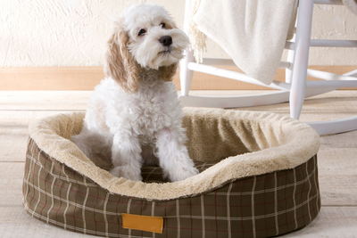 How to Teach Your Dog “Place” (Go to Bed/Mat)