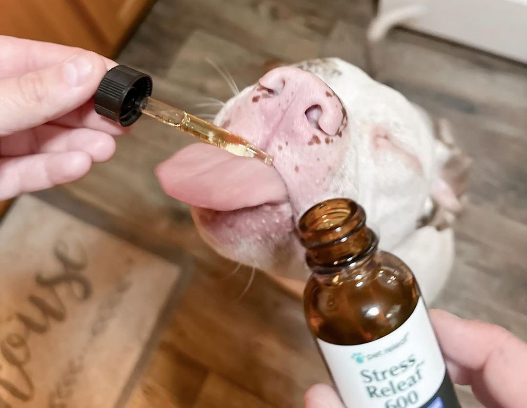 Is Pet CBD Legal?
