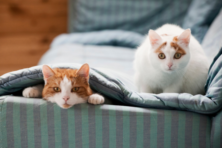 two cats - cbd dosage chart for cats