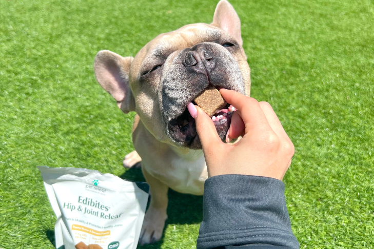 french bulldog sitting getting pet releaf cbd ebibite treat chews for training