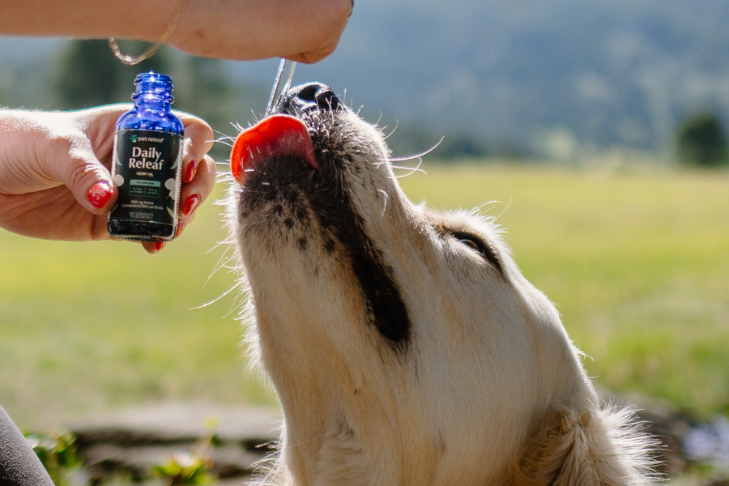 dog being administered pet releaf daily releaf cbd hemp oil