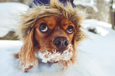 10 Products Your Pet Needs This Winter