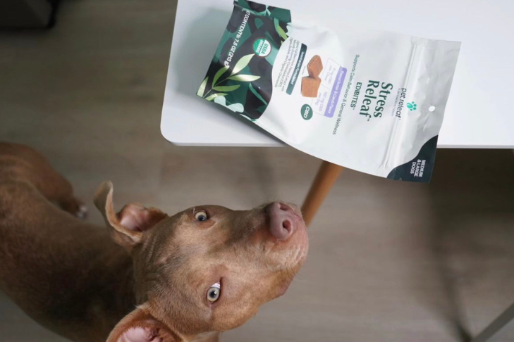 dog with pet releaf edibite cbd hemp chew treeats