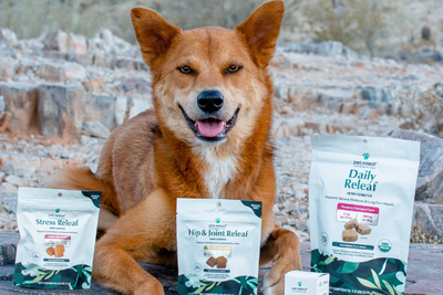 QUIZ: Which Pet Releaf Edibites Flavor is your Dog's Perfect Match?