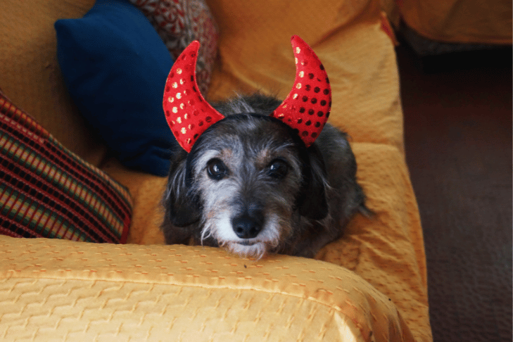 using pet cbd for calming during halloween