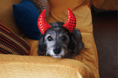How and When to Include CBD in Your Pet's Halloween Routine