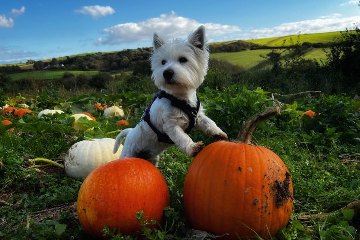 Dog-Friendly Pumpkin Patches: How to Find One & What to Bring