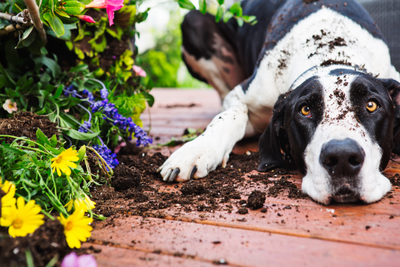 Why Does My Dog Eat Dirt? Understanding the Behavior and How to Help