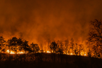 Coping with Wildfire Smoke + Pets: Tips to Keep Your Dog Safe