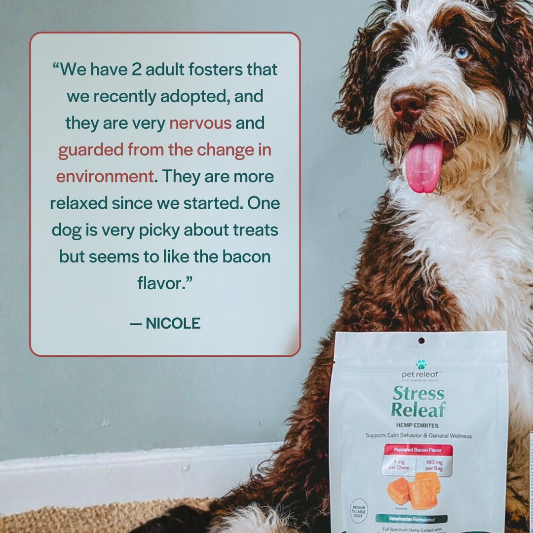 Stress Releaf CBD Edibites For Dogs – Bacon | Pet Releaf