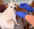 Whispering Willows Senior Dog Sanctuary
