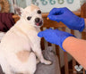 Whispering Willows Senior Dog Sanctuary