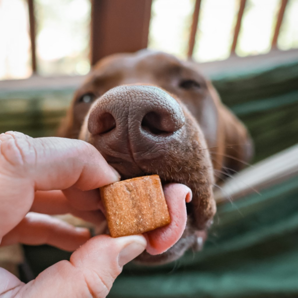 CBD chews for Dogs