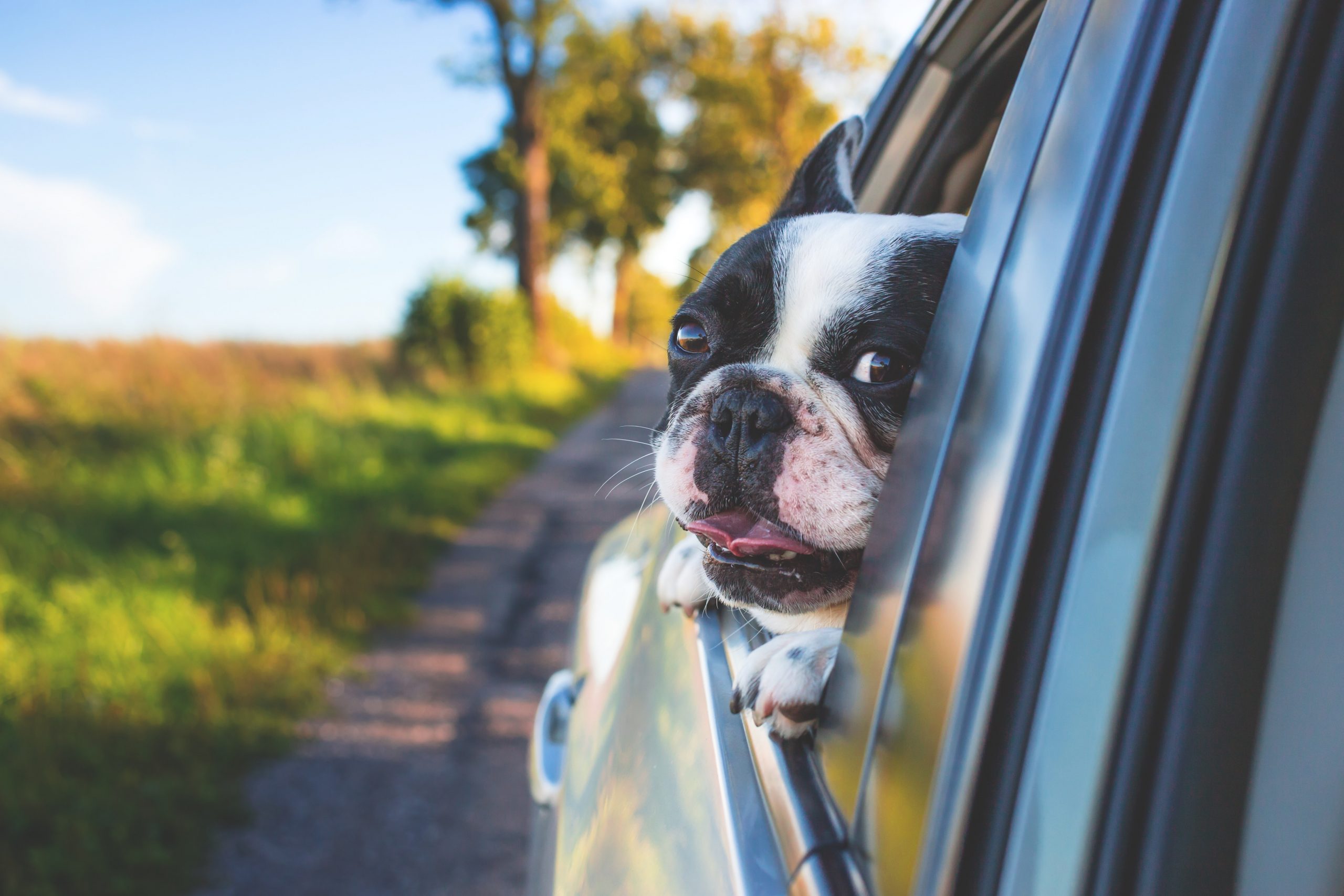 6 New Year’s Resolutions You Can Make With Your Pet - Traveling