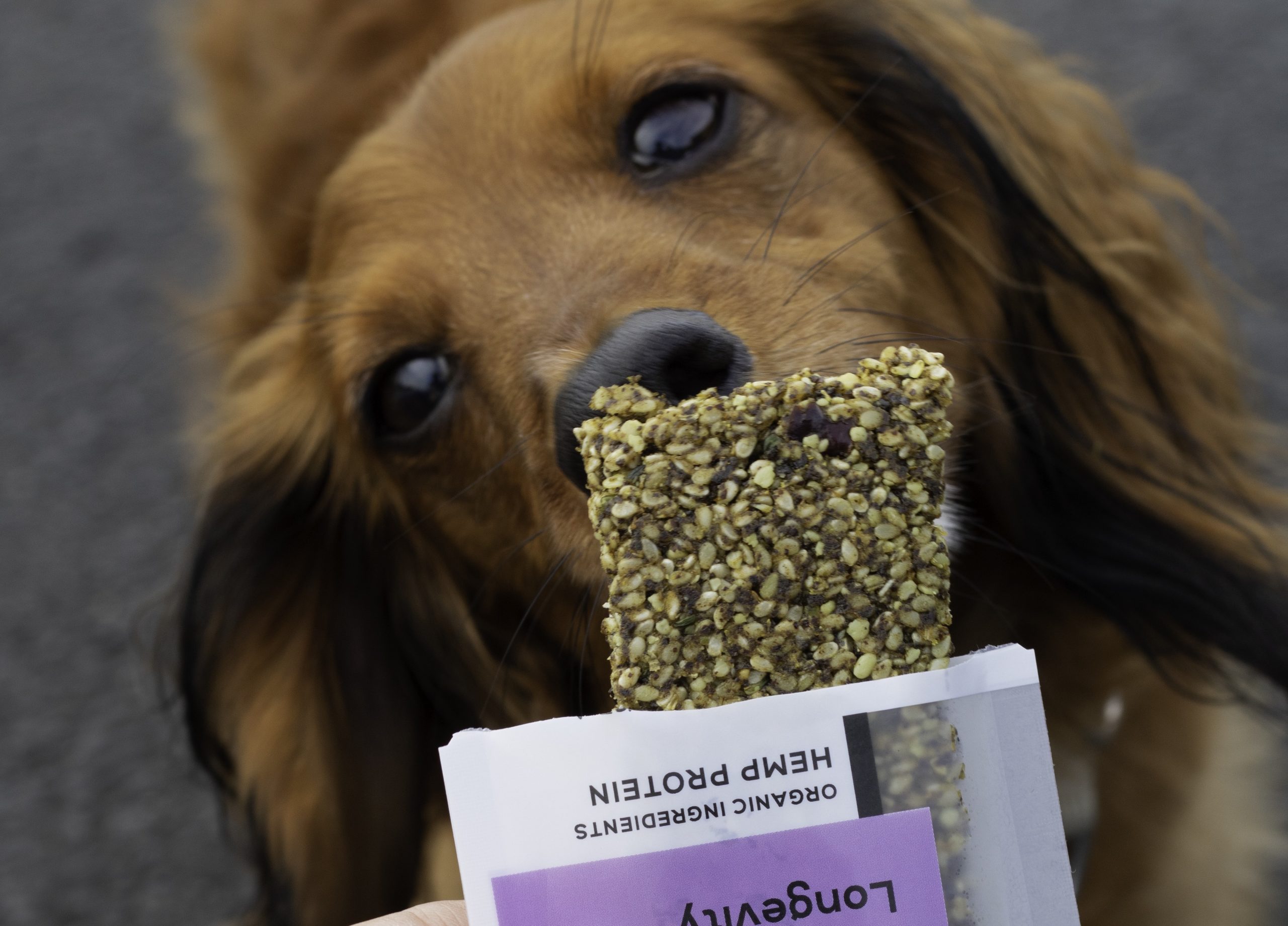 Benefits of Hemp Protein for dogs