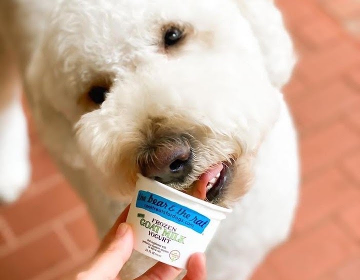 Your Dog Will Love This Frozen Yogurt CBD Recipe