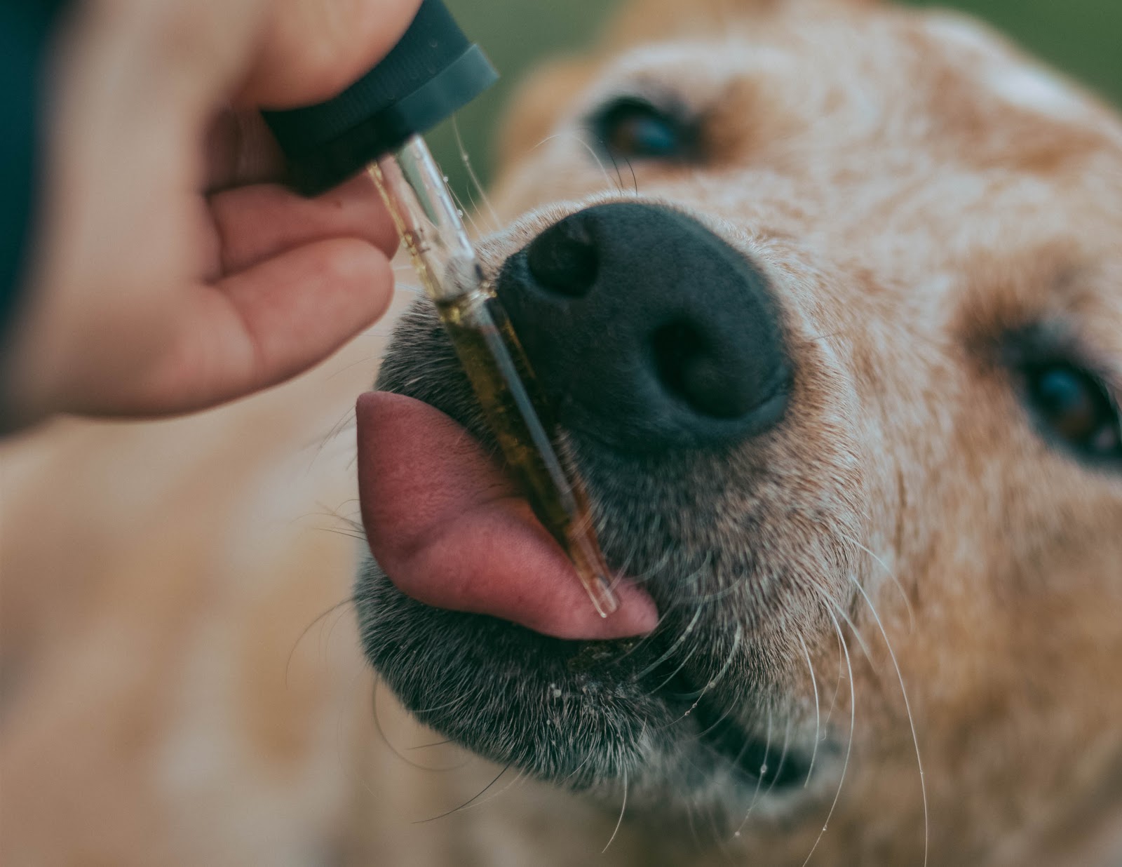 Buy CBD Hemp Oil For Dogs Online & In-Store