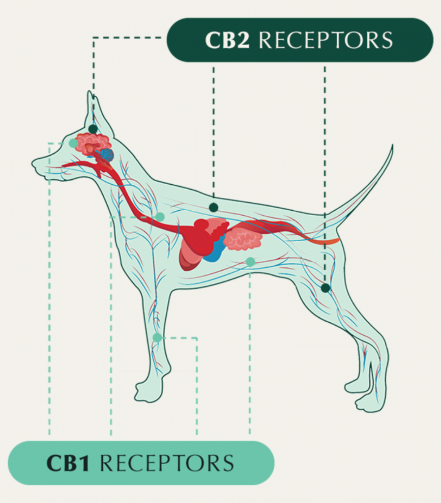 graphic of how cbd works in a dog's body