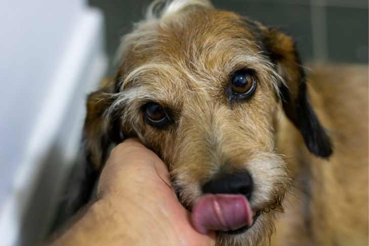 dog being pet after spay/neuter surgery