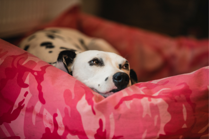 dalmatian resting in a bed
