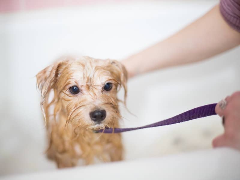 small dog on a leash getting a bath