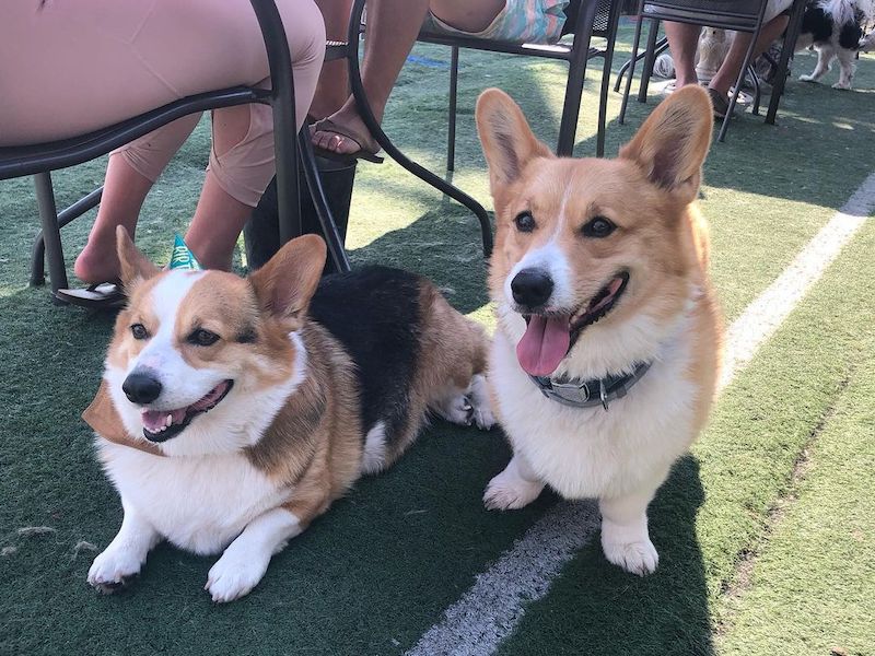 dogs sitting out doors at a dog friendly restaurant