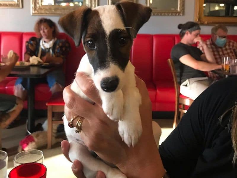dog sitting at the table inside a dog friendly restaurant