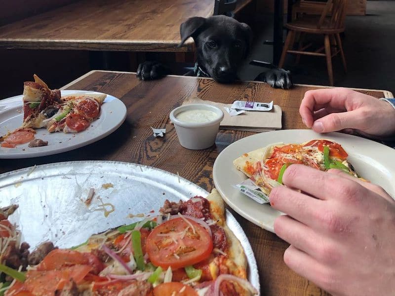 dog peaking over the table at a dog friendly restaurant