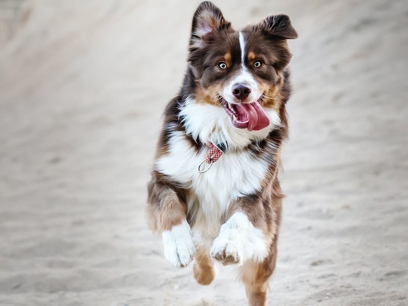 a dog running across the sand with its tongue hanging out
