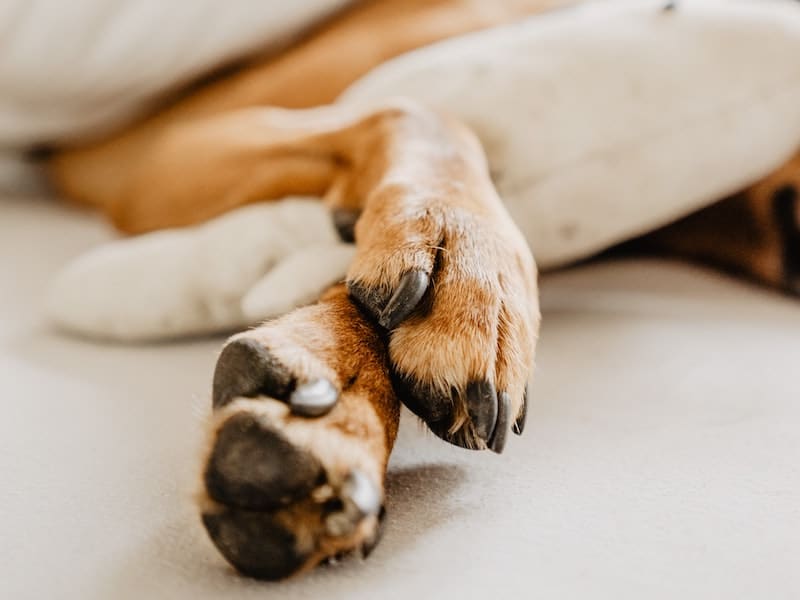 A photo of a dog's paws laying down