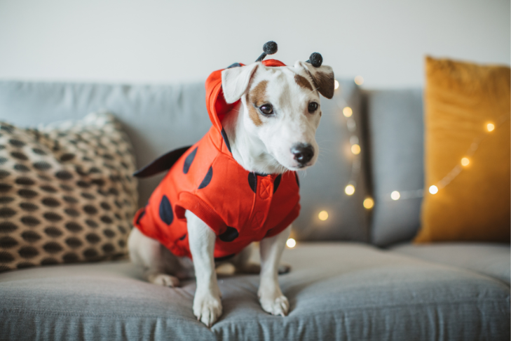small dog on couch during halloween