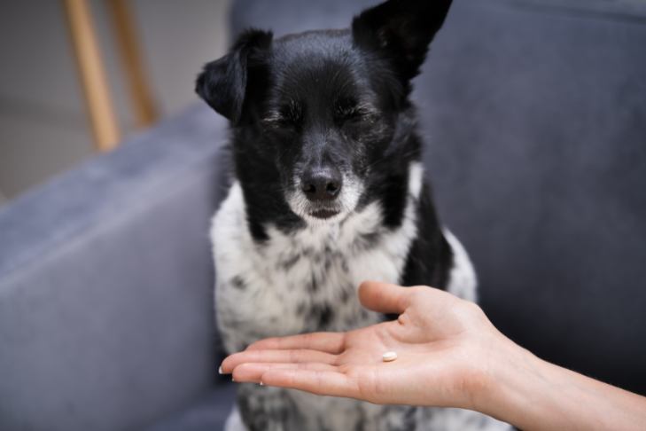 person holding a pill in front of small dog's face