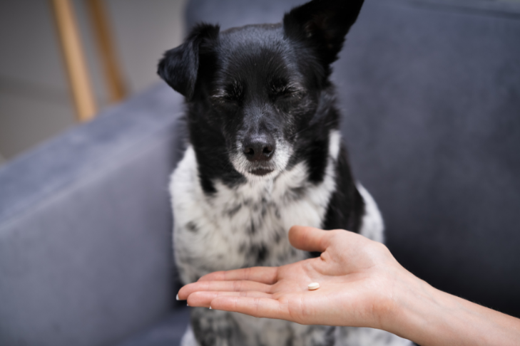 Imodium For Dogs Should You Give Your Dog Loperamide 