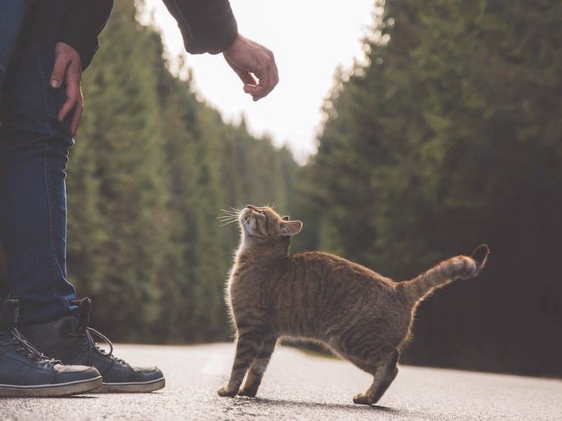 Can You Use Treats to Train a Cat?