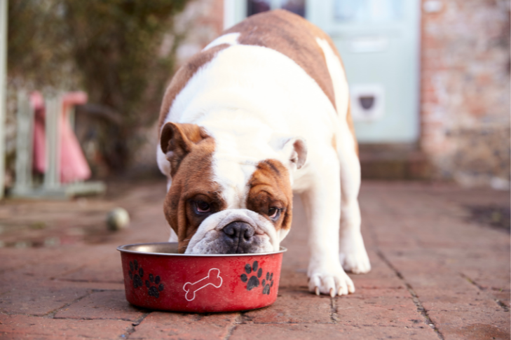 english bulldog eating prebiotics and probiotics out of a red dog bowl for gut and overall health