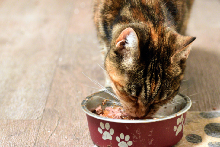 cat eating food out of red bowl