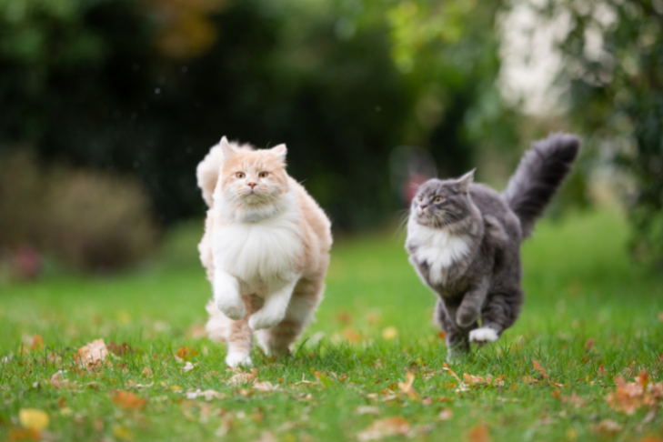 cats running in the grass
