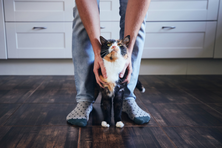 cbd dosage for cats (1)