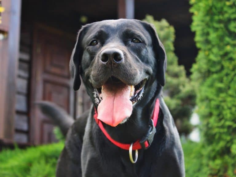 Labrador Retriever Life Span and Health Issues