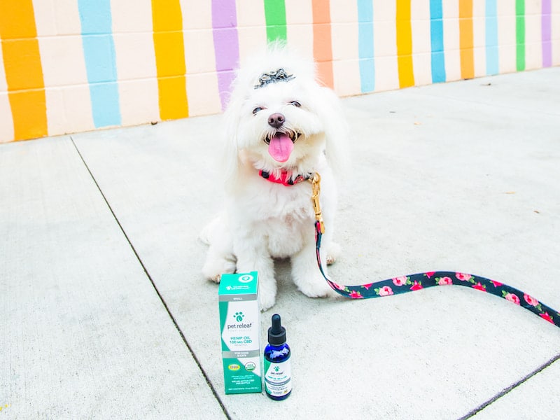 Keep Your Pet Happy and Safe With Pet CBD 