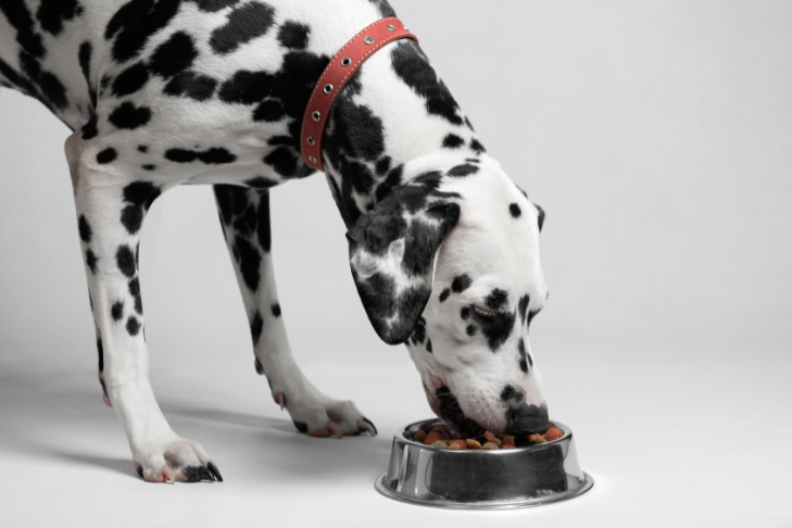 How to Support a Healthy Gut and Digestion in Dogs