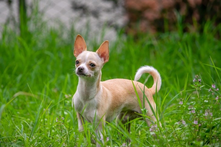 chihuahua standing in the grass