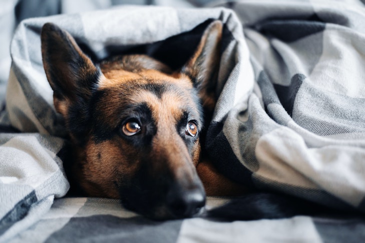 german shepherd dog under blanket