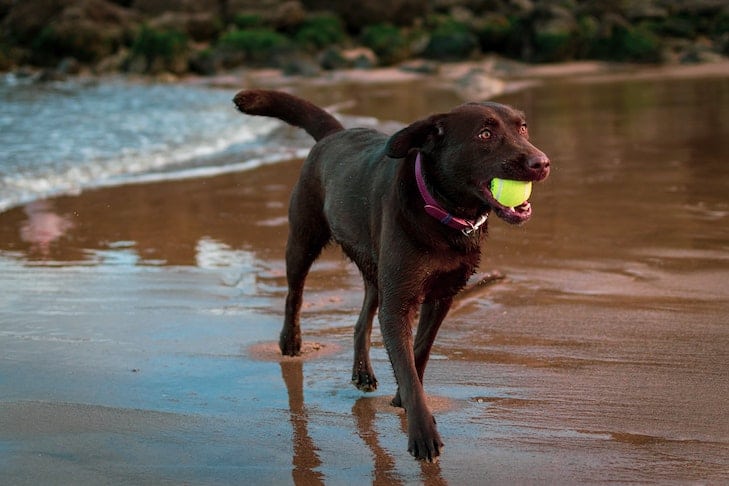 labrador retriever running on beach
