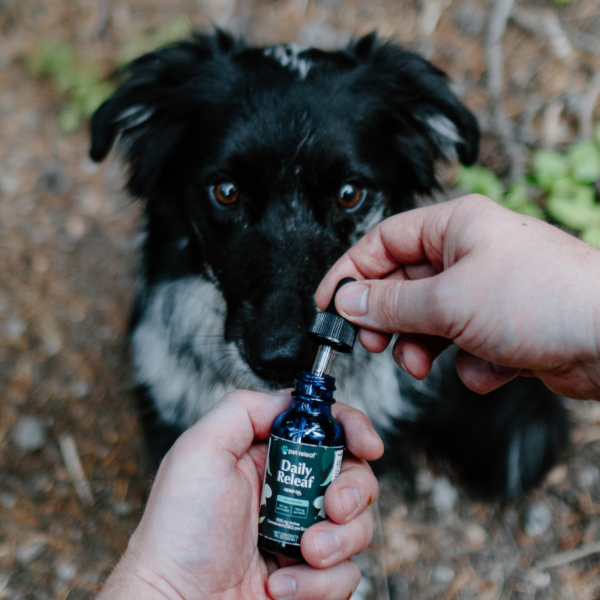 Daily Releaf Hemp Oil 500mg for Dogs